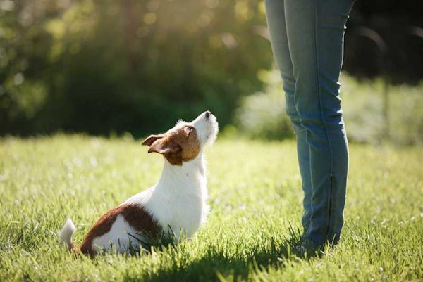 Discover The Best Dog Training Techniques For A Well-Behaved Pup
