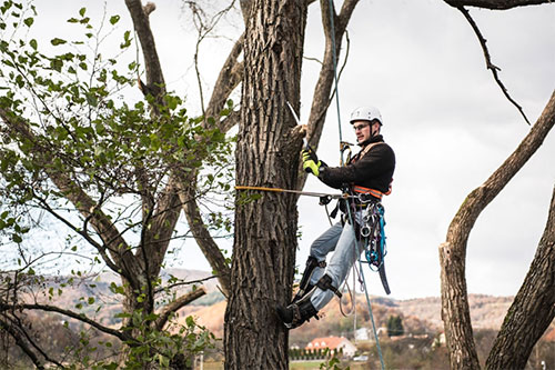 Ultimate Guide To Tree Services: Care & Maintenance